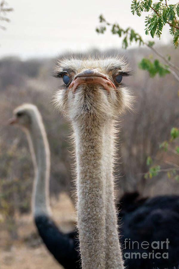 DEAR MISS BAT SHIT CRAZY CR-RDF –&nbsp;UPDATED